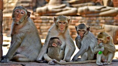 Rolex Monkey Spending Romantic Time With His Best Friend